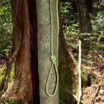 Aokigahara