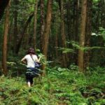 bosque de los suicidios
