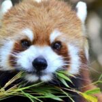 oso rojo