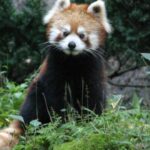 panda rojo