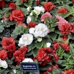 begonias