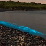 bioluminiscencia