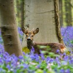 Hallerbos, el bosque más bonito del mundo