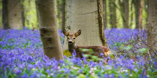 bluebells-blooming-hallerbos-forest-belgium-10_660x330