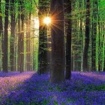 Hallerbos, el bosque más bonito del mundo