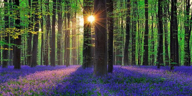 bluebells-blooming-hallerbos-forest-belgium-7_660x330