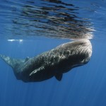 cachalotes, gigante de moby dick