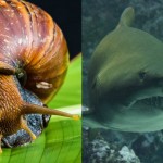 ¿Son más mortíferos los caracoles que los tiburones?