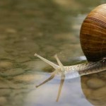 caracol agua