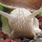 caracolillo
