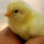 ¿Sexador de pollos?