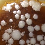 comida podrida