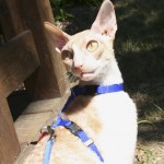 cornish rex