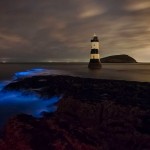 Bioluminiscencia: Los artistas microscópicos