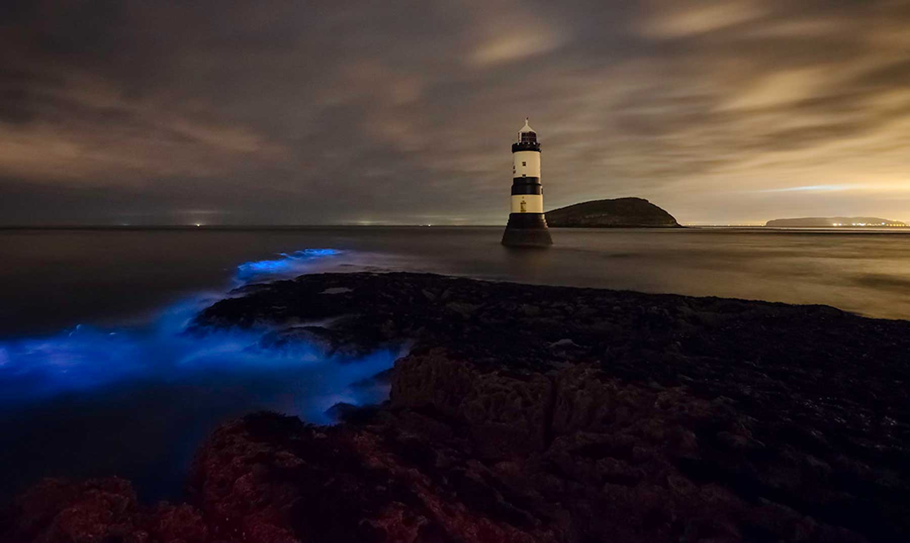 Bioluminiscencia: Los artistas microscópicos