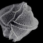 Lingulodinium polyedrum