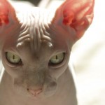 gato esfinge