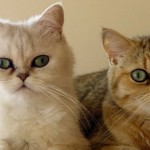 gatos exóticos