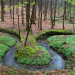 Hallerbos, el bosque más bonito del mundo