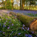 Hallerbos, el bosque más bonito del mundo