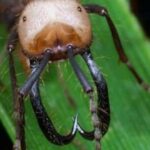 hormiga-hormiga-marabunta
