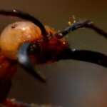 La hormiga legionaria o «marabunta», temibles cazadoras