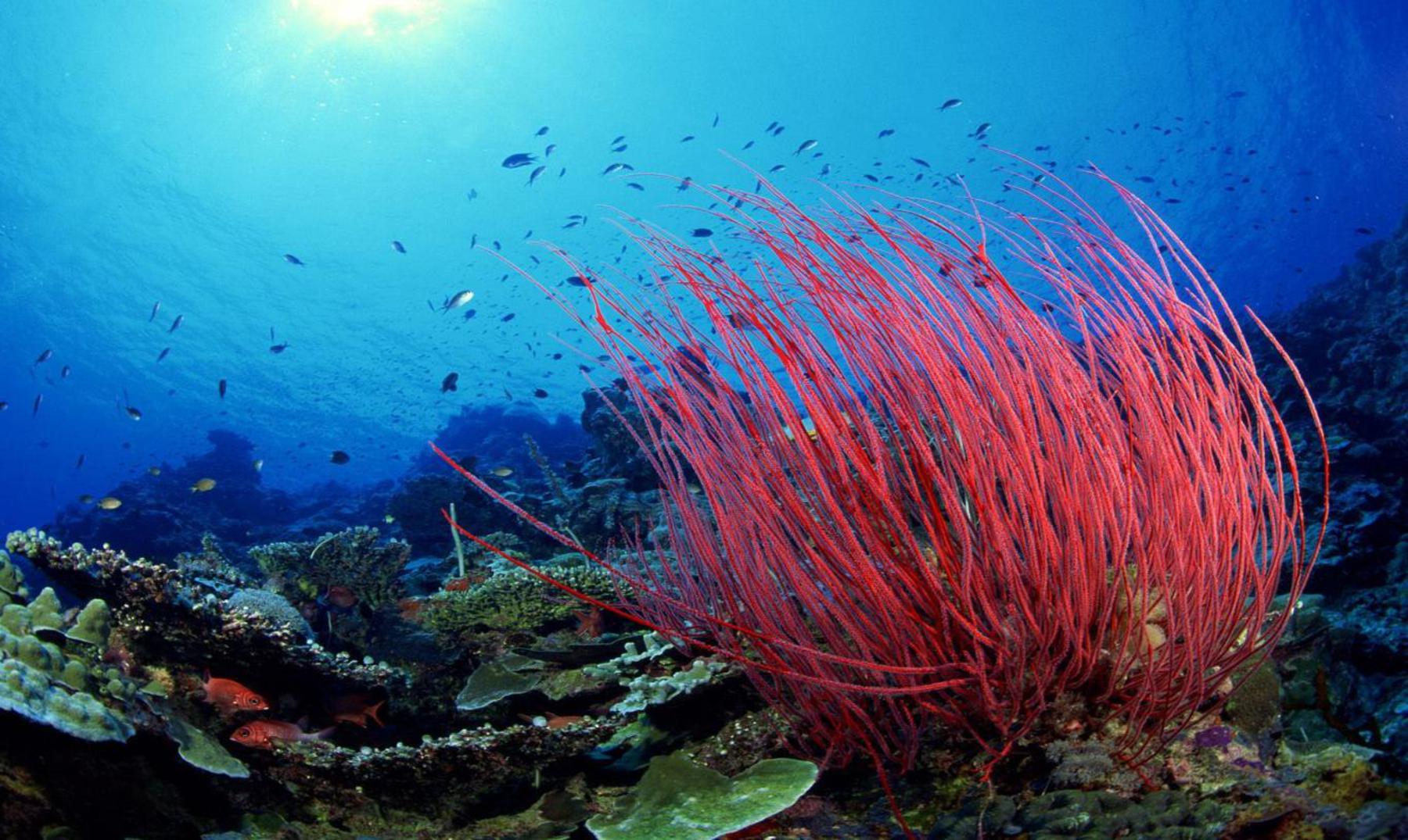 Descubre la asombrosa red eléctrica "viva" del fondo del mar