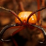 La hormiga legionaria o «marabunta», temibles cazadoras