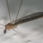¡¿El mosquito tiene más de 40 «dientes»?!