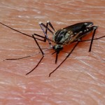 ¡¿El mosquito tiene más de 40 «dientes»?!