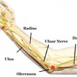 nervio ulnar