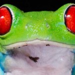 ojos rojos rana