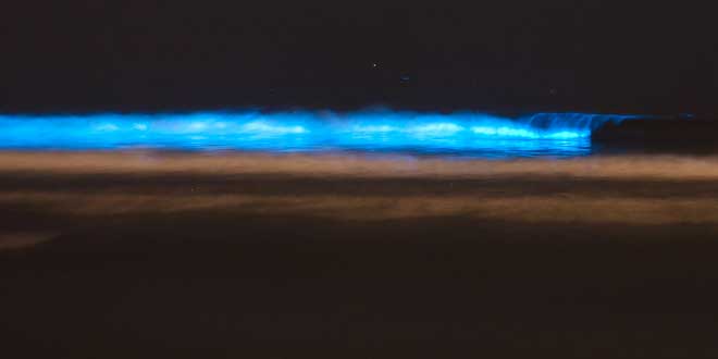 olas bioluminiscentes