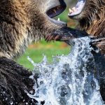 osos, hambre, Wendigo