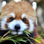 panda comiendo