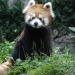 panda con cola