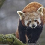 panda en árbol