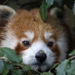 Panda Rojo