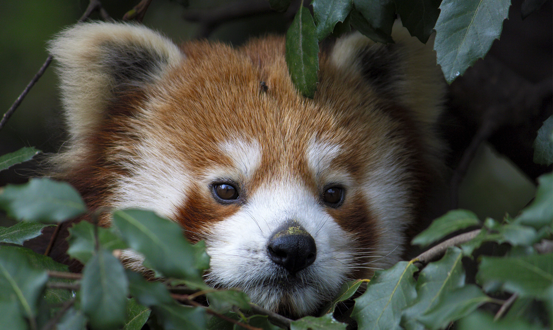 Panda Rojo