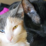 razas de gatos portada
