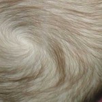 remolino cabello bebé