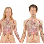 Situs Inversus: cuando en nuestro cuerpo está todo al revés
