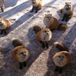 Conoce el zoológico más adorable de Japón
