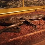 El hombre de Tollund, la momia más increíble del mundo
