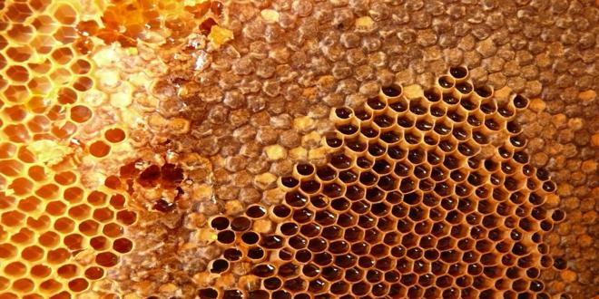 abejas hacen las celdas de su panal en forma hexagonal?