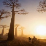 Baobab, el asombroso árbol que temía «El Principito»
