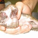 animal más traficado del mundo