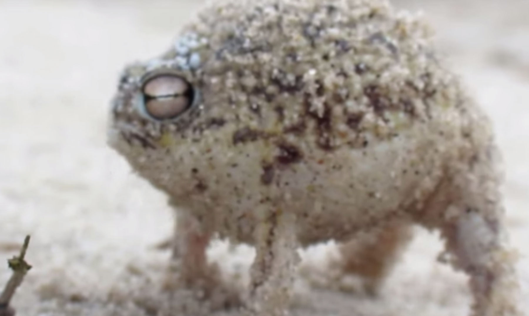 La rana de la lluvia del desierto: Un animal adorable