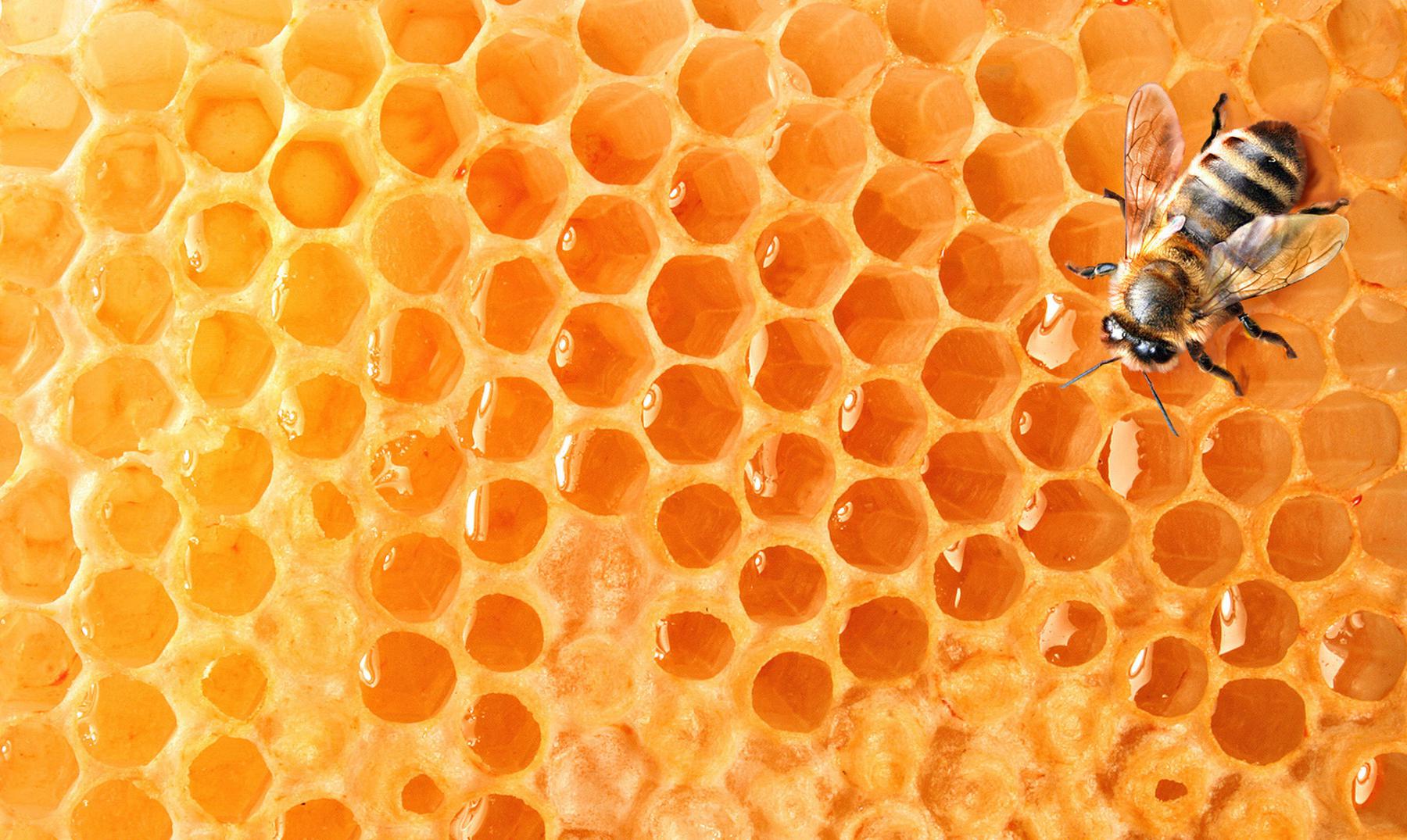 abejas hacen las celdas de su panal en forma hexagonal?