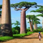 Baobab, el asombroso árbol que temía «El Principito»